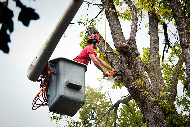 Best Fruit Tree Pruning  in Leith Hatfield, PA